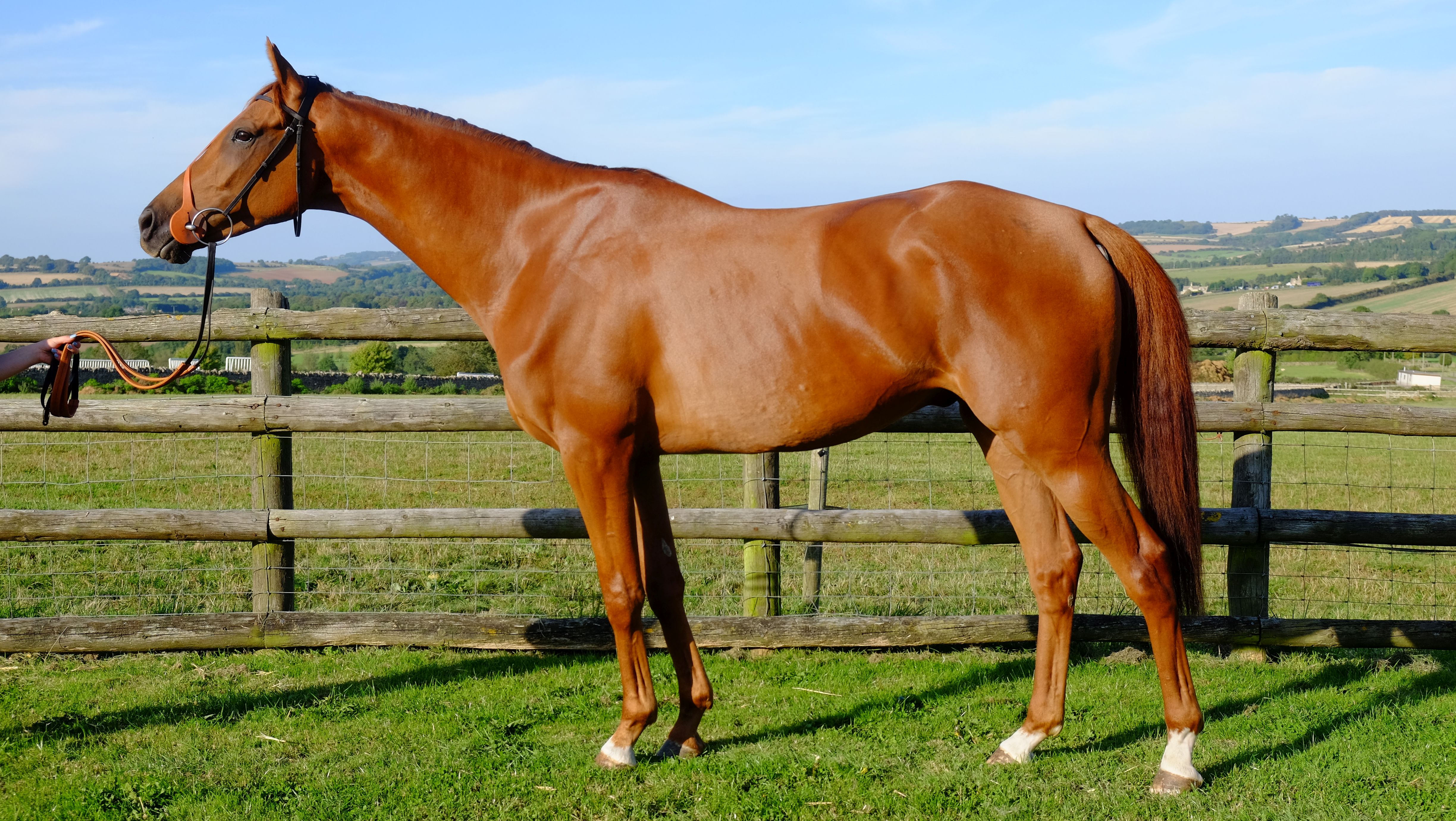 Kim Bailey Racing » Partnerships » Home