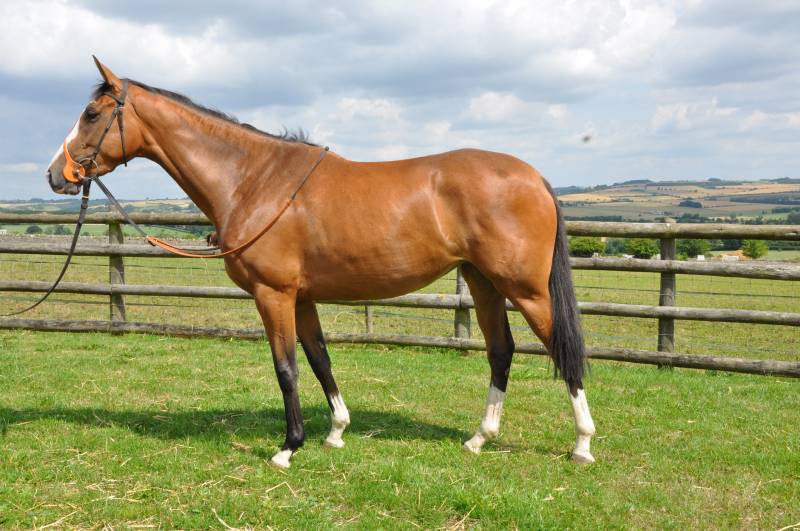 Kim Bailey Racing » Partnerships » Home